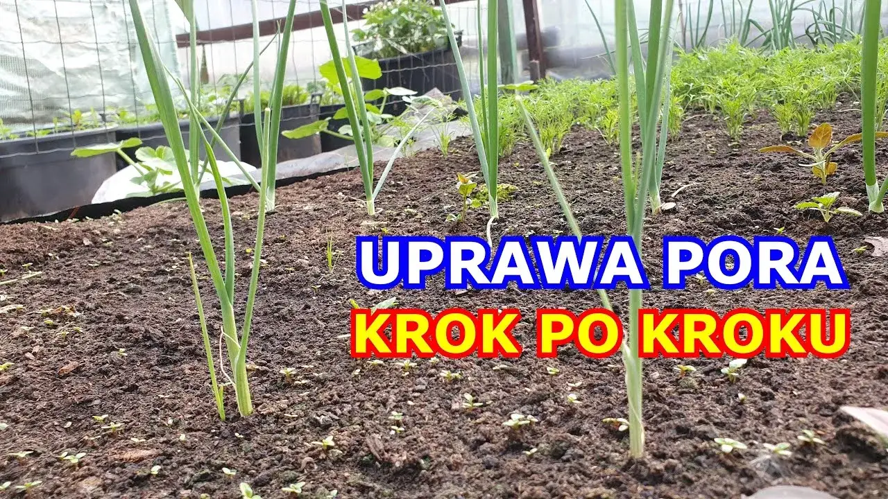 Kiedy sadzić por, aby uniknąć błędów i cieszyć się obfitym plonem