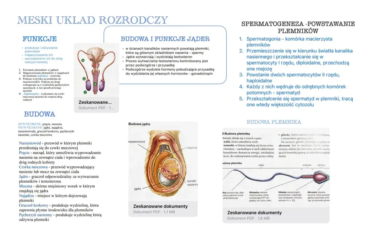 Męski układ rozrodczy: budowa jąder, powstawanie plemników (spermatogeneza) i budowa plemnika.