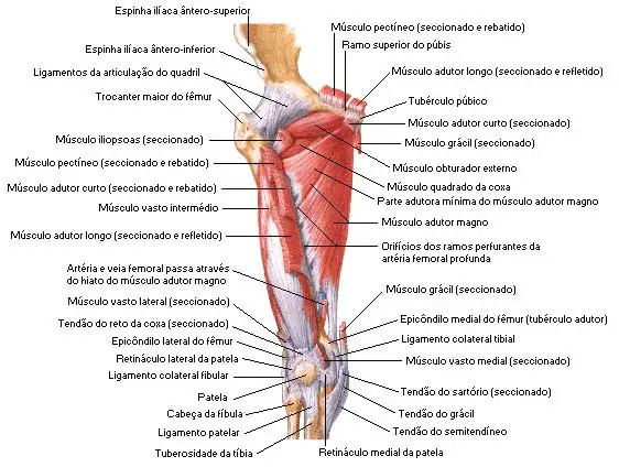Músculos del muslo: conoce su anatomía y funciones esenciales