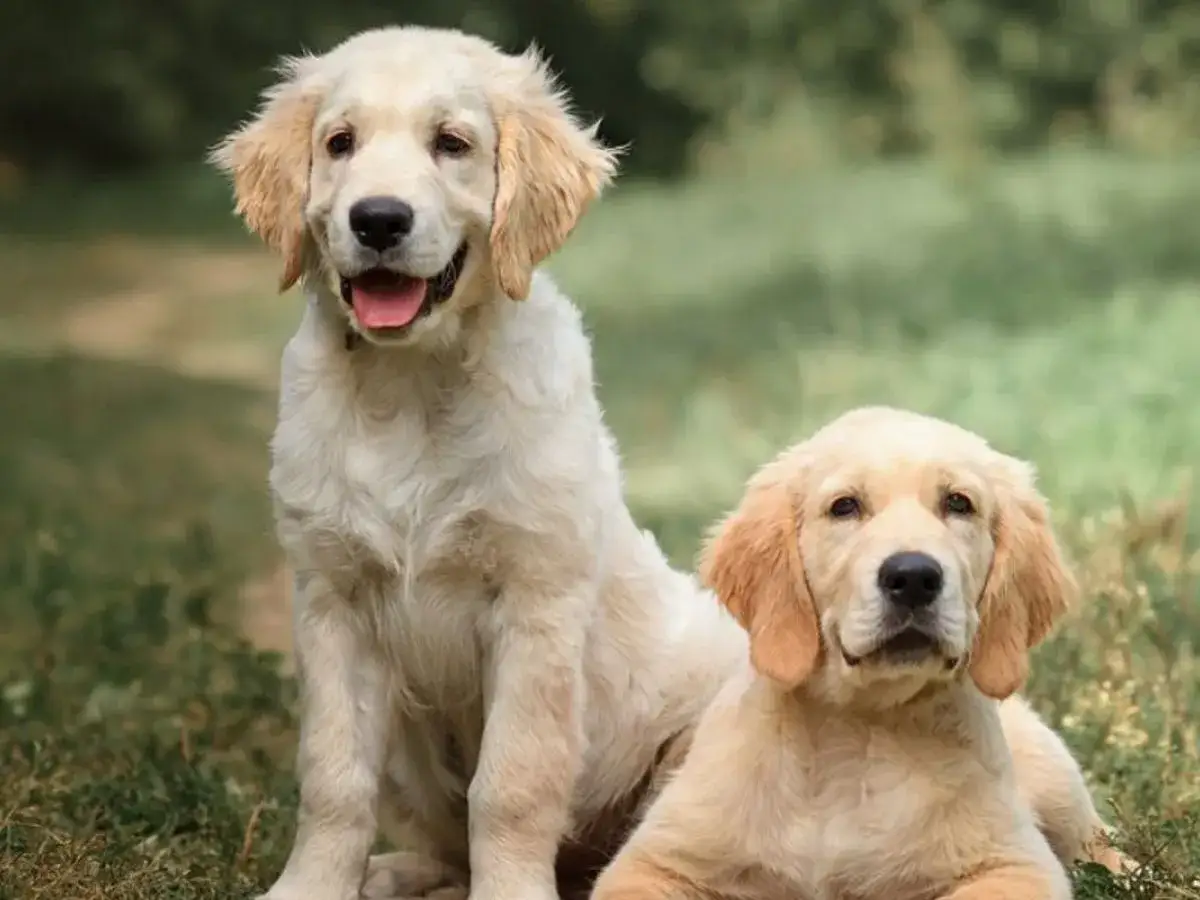 Retriever - poznaj rasy, ich charakter i najważniejsze potrzeby