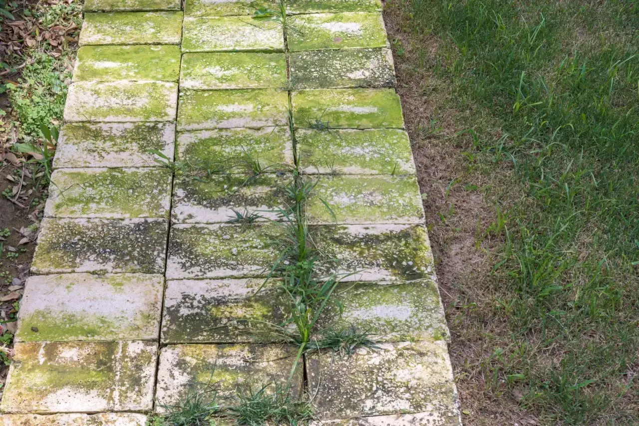 Ścieżka z kostki brukowej pokryta zielonym nalotem i chwastami. Dowiedz się, jak wyczyścić kostkę brukową z zielonego nalotu, aby przywrócić jej dawny blask.
