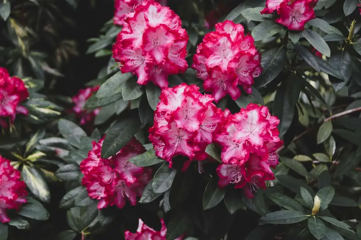 Piękne, różowo-białe kwiaty rododendrona. Ta roślina preferuje kwaśną ziemię, bogatą w próchnicę.