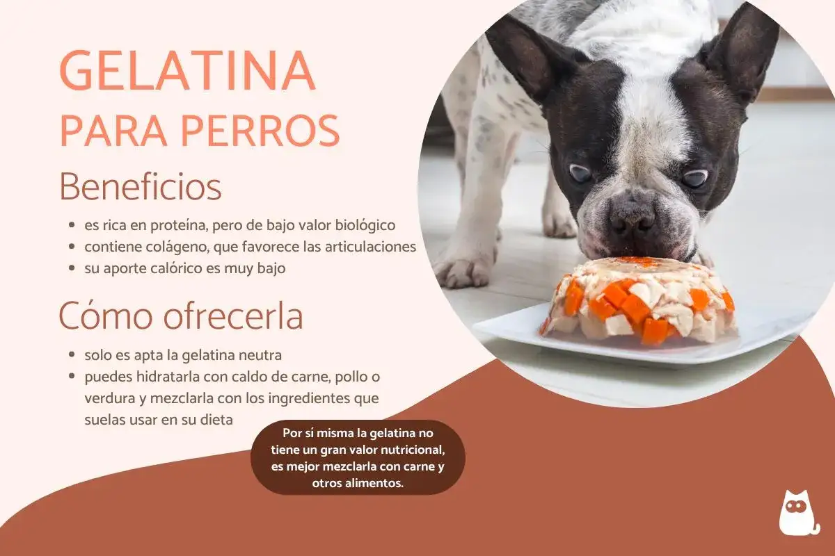 Un bulldog francés mira con curiosidad un plato de gelatina con trozos de pollo y zanahoria, demostrando que los perros pueden comer gelatina.