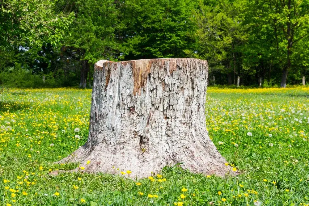 Jak zrobić kwietnik z pnia drzewa: 7 prostych kroków DIY
