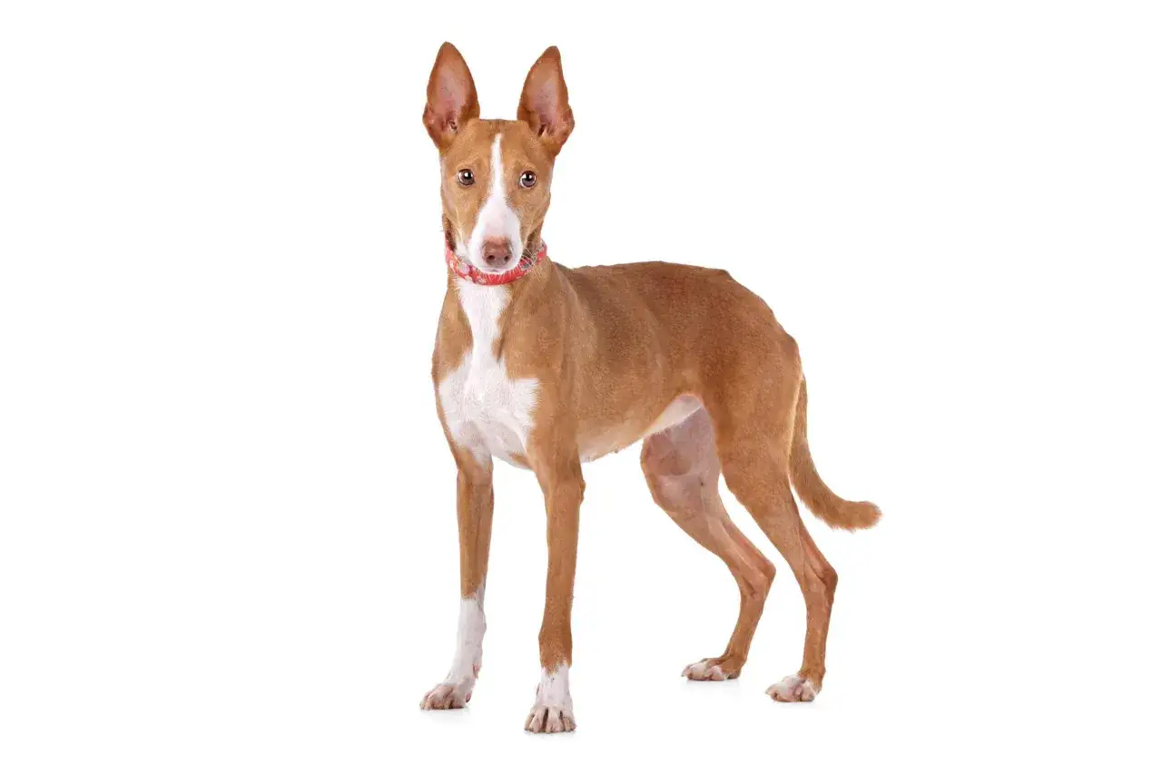Un elegante podenco canario, con su pelaje rojizo y blanco, orejas grandes y atentas, y un collar rojo, posa con orgullo.