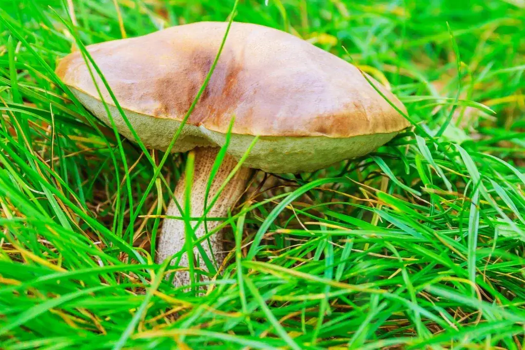 Kiedy jest sezon na grzyby? Sprawdź najlepsze miesiące na zbiór