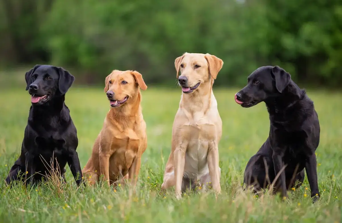 Labrador czy golden retriever - który pies lepiej pasuje do rodziny?