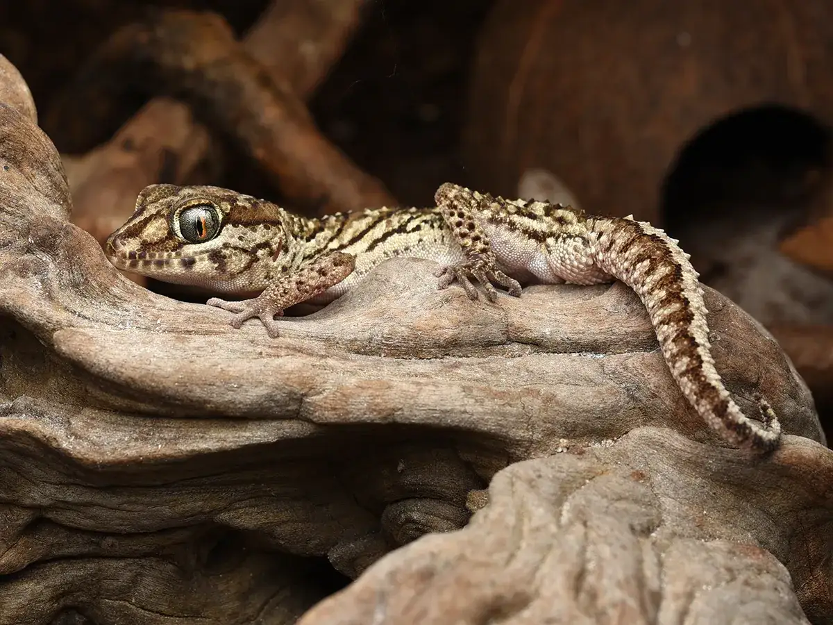 Ile kosztuje gekon madagaskarski? Pełny przewodnik finansowy