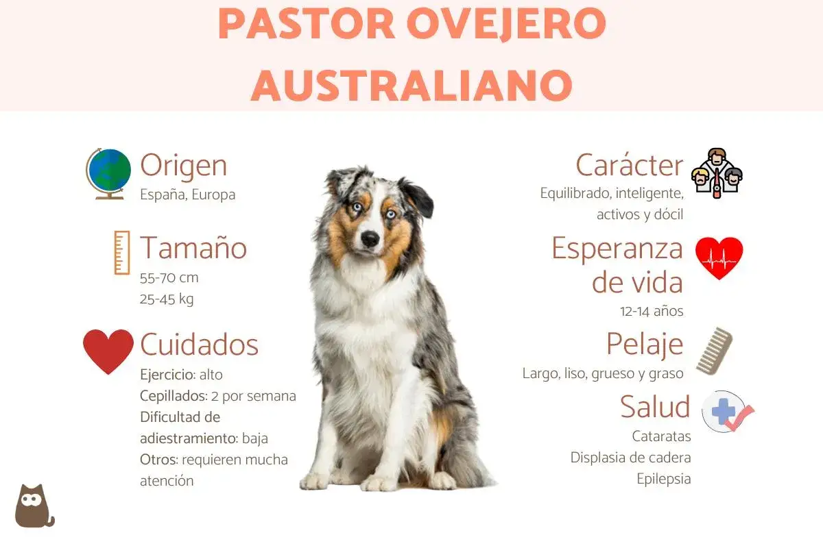 Un pastor ovejero australiano, con su pelaje merle y ojos azules, sentado. La imagen detalla su origen, tamaño, cuidados, carácter, esperanza de vida, pelaje y salud.