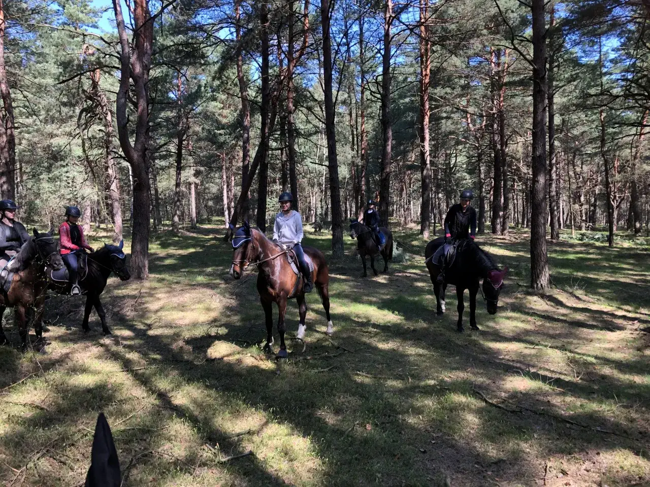 Jazda konna w lesie, gdzie stajnia rancho pasja oferuje niezapomniane przeżycia.