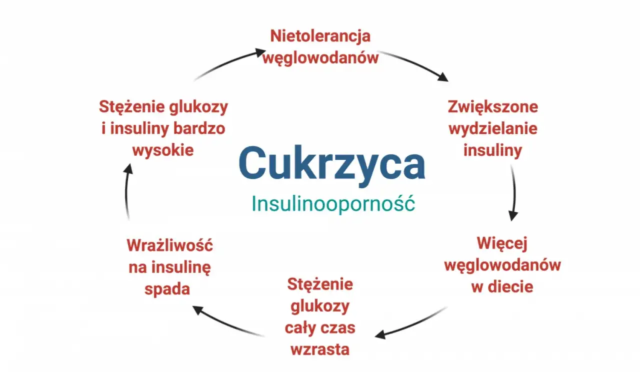 Schemat cyklu cukrzycy i insulinooporności: nietolerancja węglowodanów, zwiększone wydzielanie insuliny, więcej węglowodanów w diecie, wzrost stężenia glukozy, spadek wrażliwości na insulinę, wysokie stężenie glukozy i insuliny.