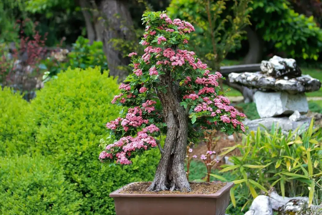 Jakie drzewko na bonsai do ogrodu? Najlepsze gatunki i pielęgnacja.