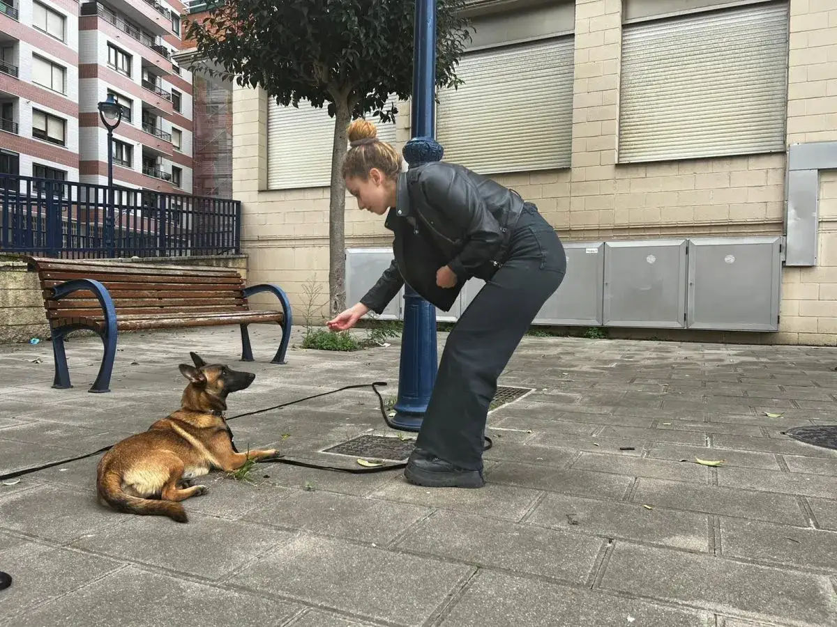 Joven adiestrador de perros entrena a su pastor belga en la calle, recompensándolo con una golosina.