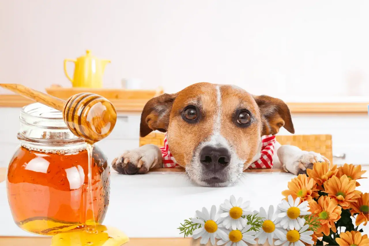 Un perro curioso mira un tarro de miel. ¿Sabías que los perros pueden comer miel? Flores adornan la escena.