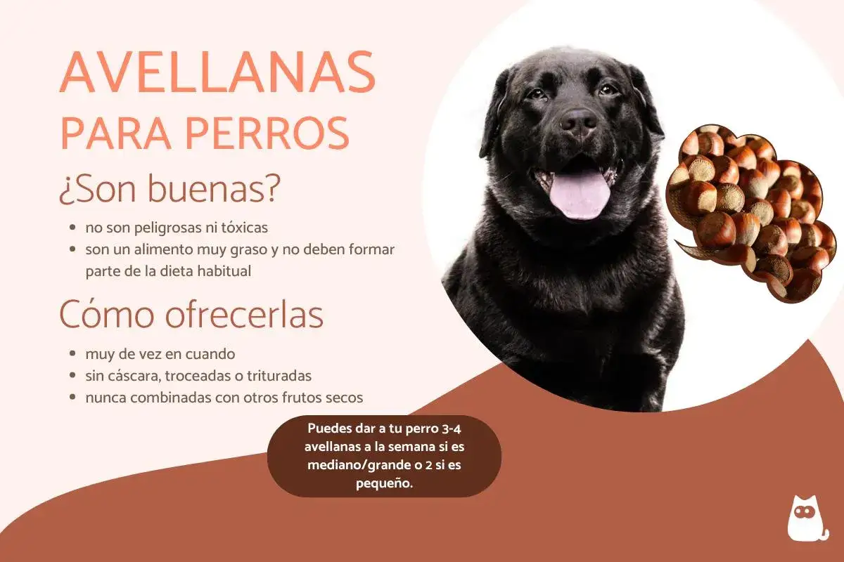 Un perro negro mira atentamente. El texto indica que los perros pueden comer avellanas, pero con moderación y sin cáscara.
