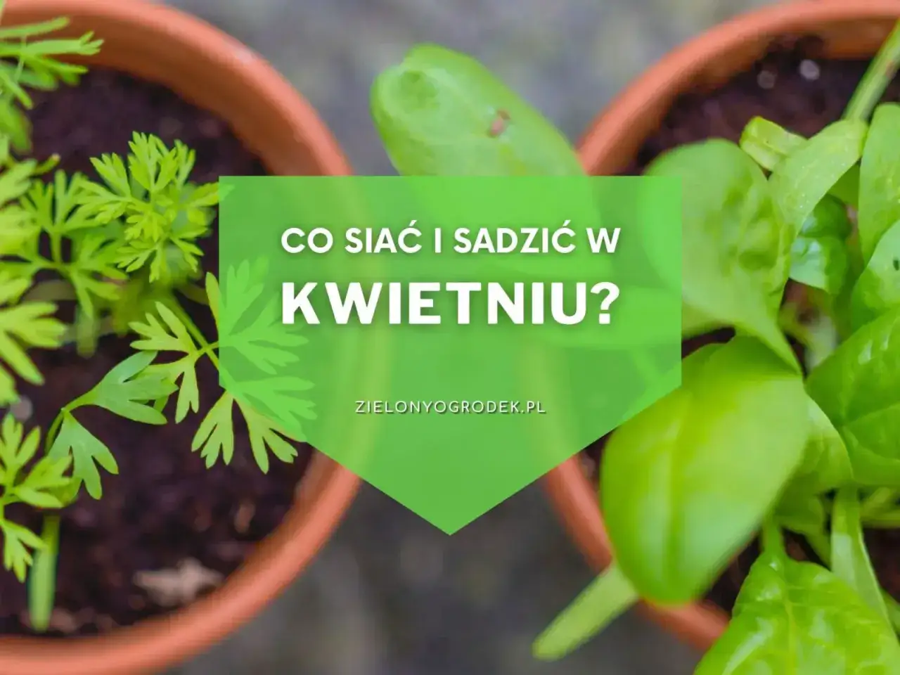 Kwiecień w ogrodzie: Twój plan na obfite plony i barwne rabaty