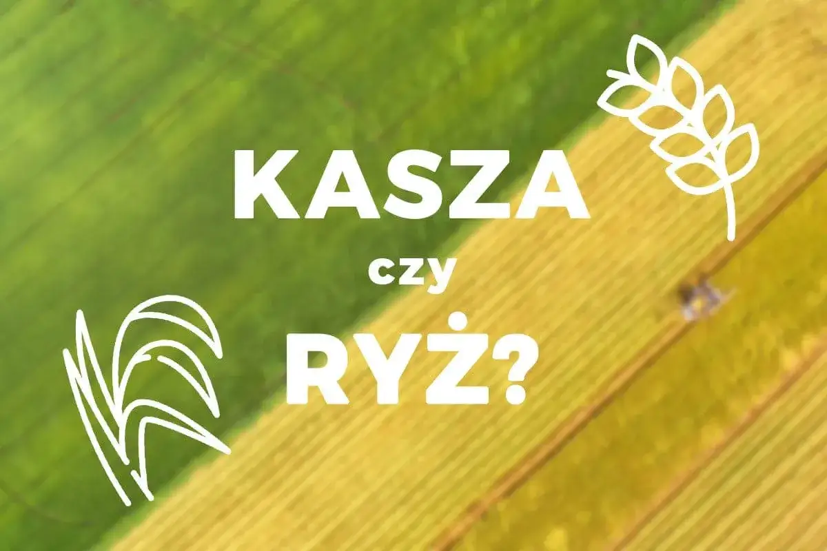 Grafika z napisem "KASZA czy RYŻ?" na tle zielono-żółtego pola.