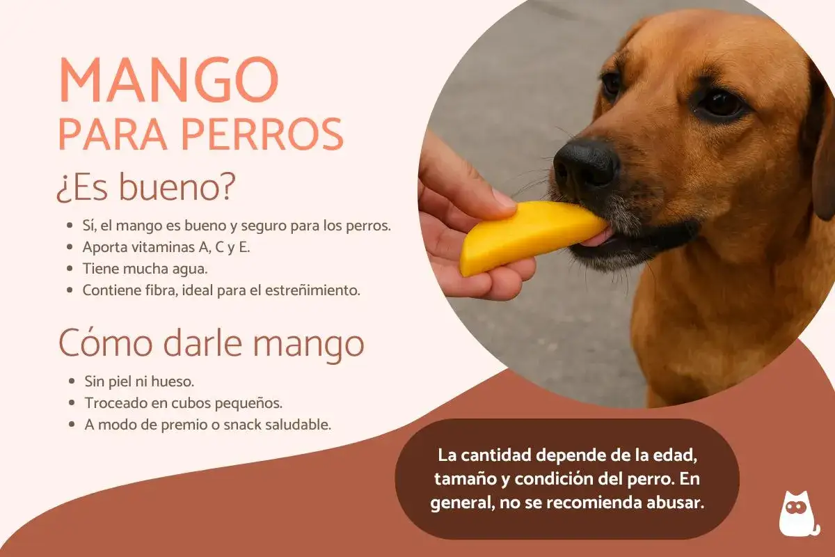 Un perro disfruta de un trozo de mango, demostrando que los perros pueden comer mango como un snack saludable y nutritivo.