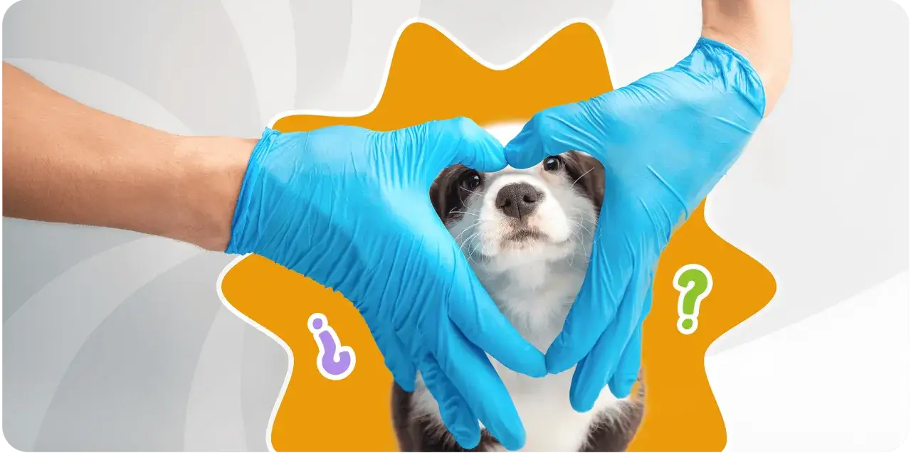 Manos con guantes azules forman un corazón alrededor de un cachorro, simbolizando los cuidados de un cachorro de 2 meses.