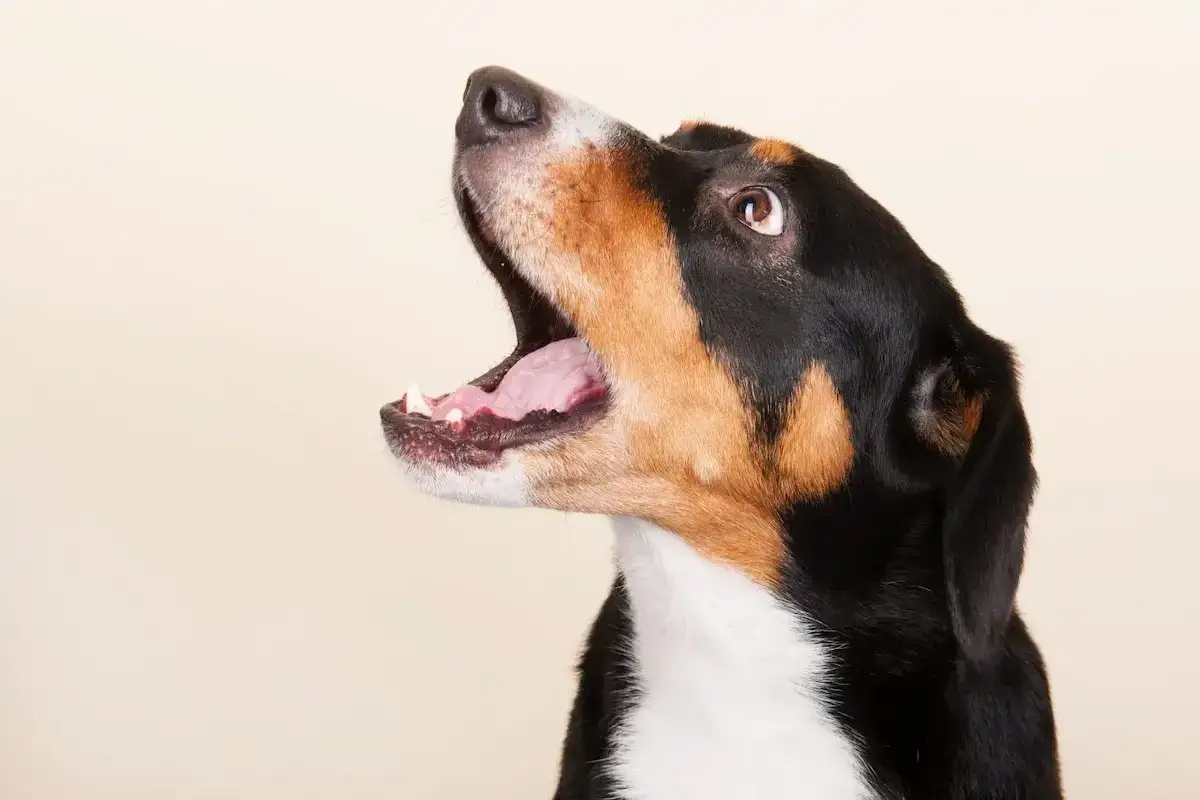 Perro con la boca abierta, como si estuviera aprendiendo a usar un antiladridos casero.