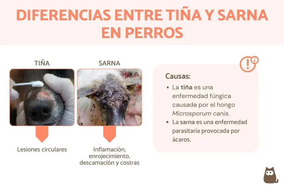 Comparativa visual de la diferencia entre sarna y tiña en perros: tiña con lesiones circulares y sarna con inflamación, enrojecimiento y costras.