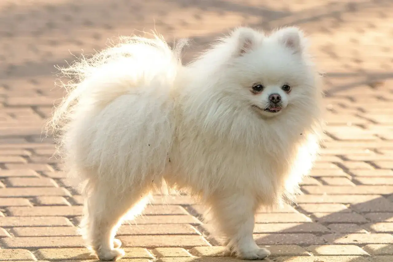 Un pomerania mediano blanco, con su cola esponjosa y pelaje abundante, posa sobre un camino de adoquines.