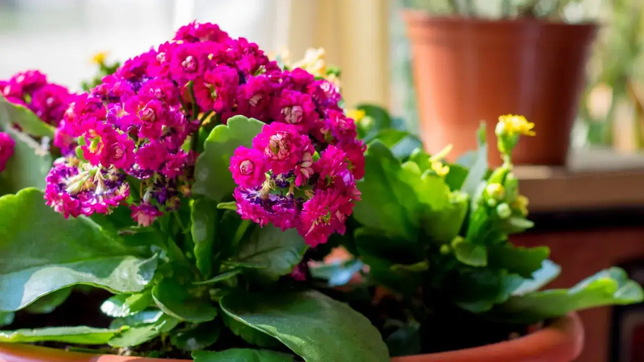 Kalanchoe w doniczce, z bujnymi, fuksjowymi kwiatami. Dowiedz się, jak pielęgnować kalanchoe, by cieszyć się jego pięknem.