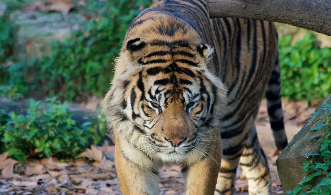 Tygrys wchodzi na ścieżkę w najlepszym zoo w Europie. Jego futro jest wspaniale prążkowane, a spojrzenie intensywne.