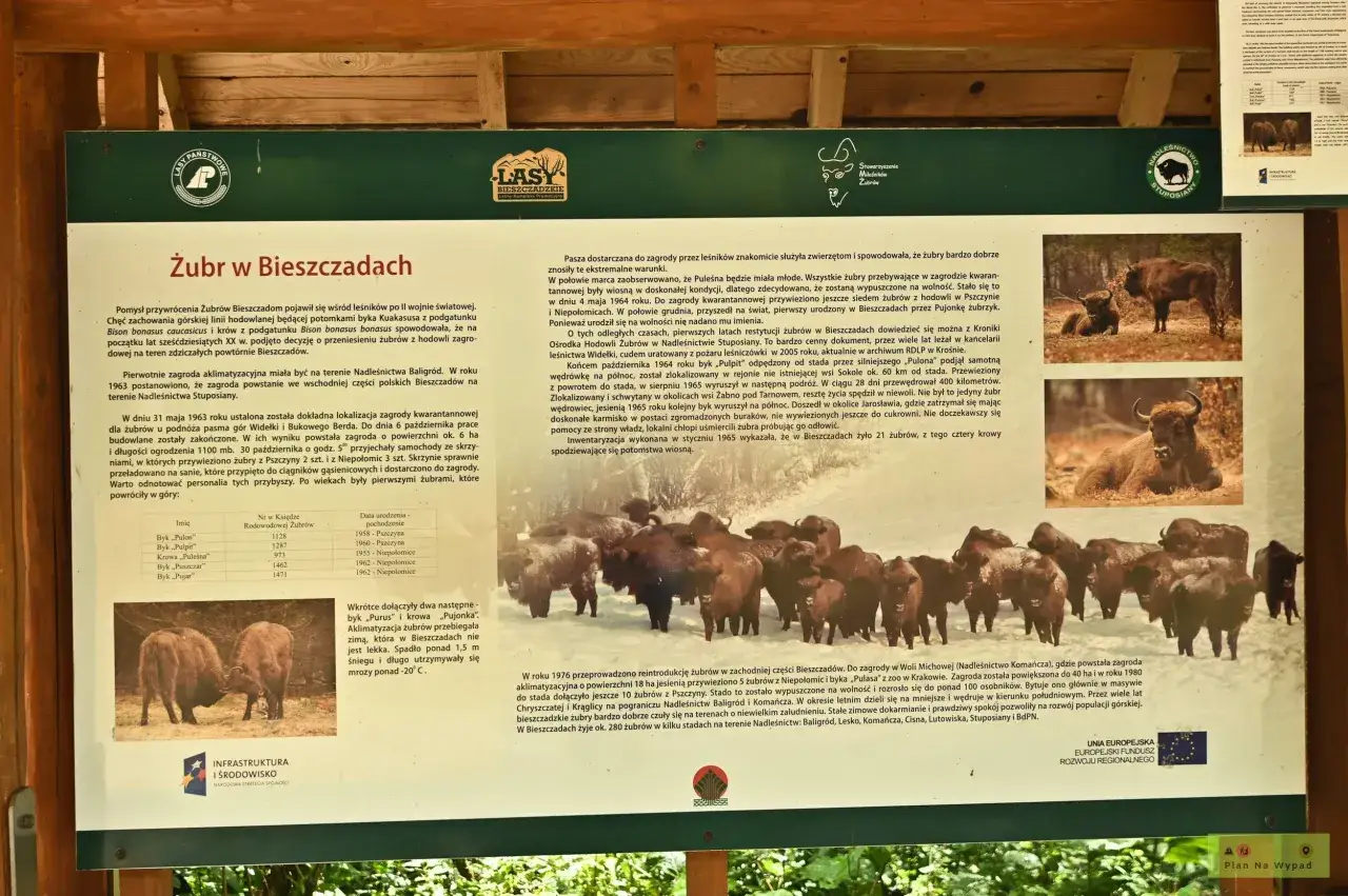 Tablica informacyjna o żubrach w Bieszczadach, przedstawiająca zdjęcia tych zwierząt i opis historii ich powrotu. Zagroda żubrów Muczne.