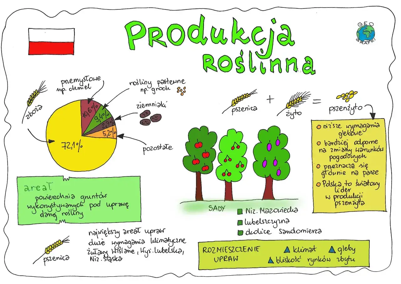 Mapa myśli o produkcji roślinnej w Polsce. Wykres kołowy pokazuje udział zbóż, roślin przemysłowych, pastewnych, ziemniaków i innych. Widać też sadzone drzewa owocowe i równanie pszenicy z żytem dające pszenżyto. Polska to lider w jego produkcji.