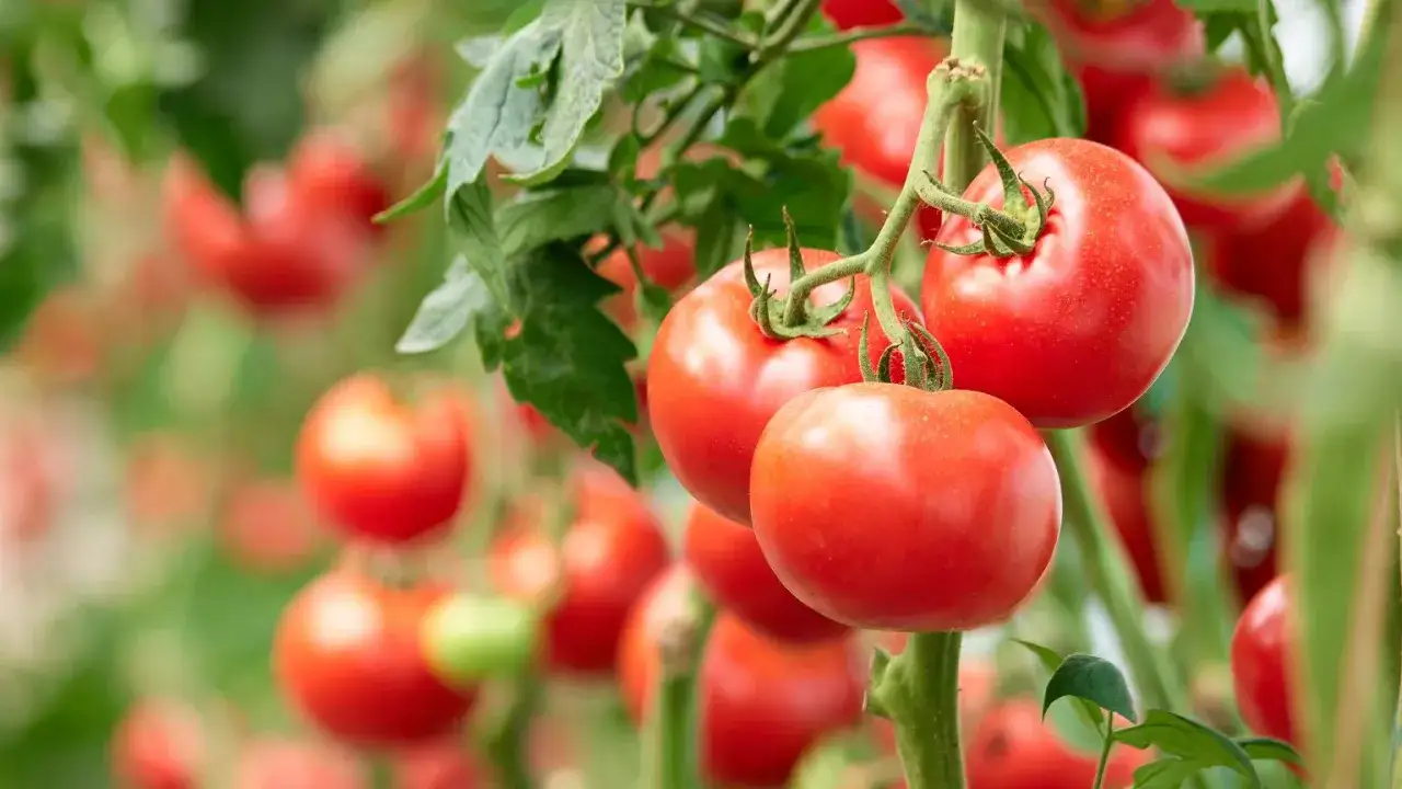 Jak przycinać pomidory? Sekret obfitych plonów i zdrowych krzaków