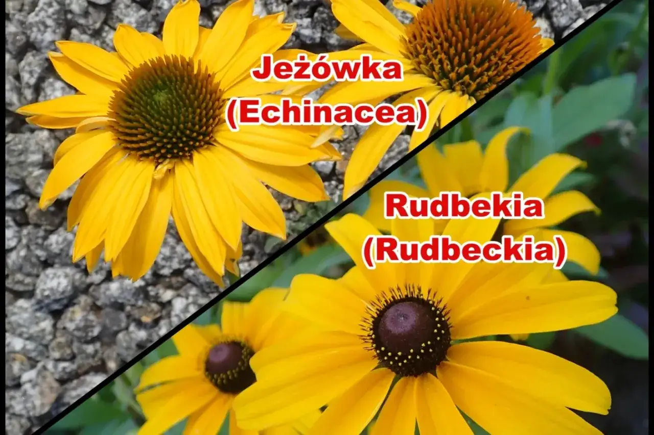 Żółte jeżówki i rudbekie, każdy piękny utwór natury.