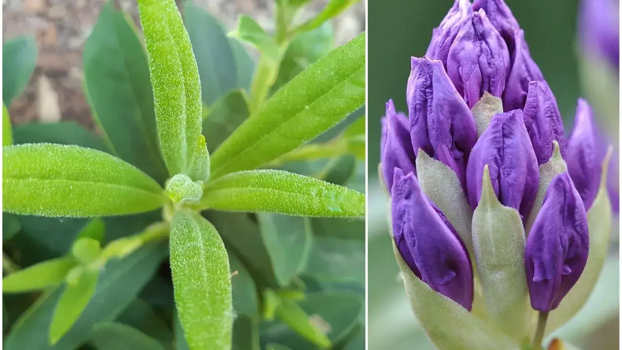 Kiedy kwitną rododendrony - Dlaczego Twój krzew nie ma kwiatów?