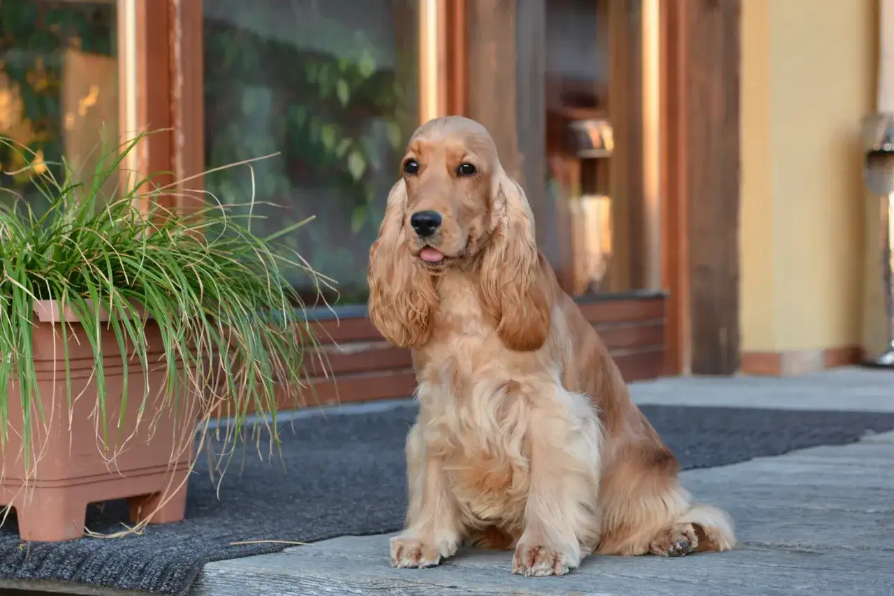 Siedzący, rudy cocker spaniel z wystawionym językiem obok donicy z trawą.