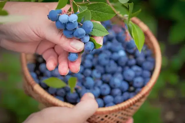 Kiedy jest sezon na jagody? Odkryj najlepszy czas na zbiór i smak