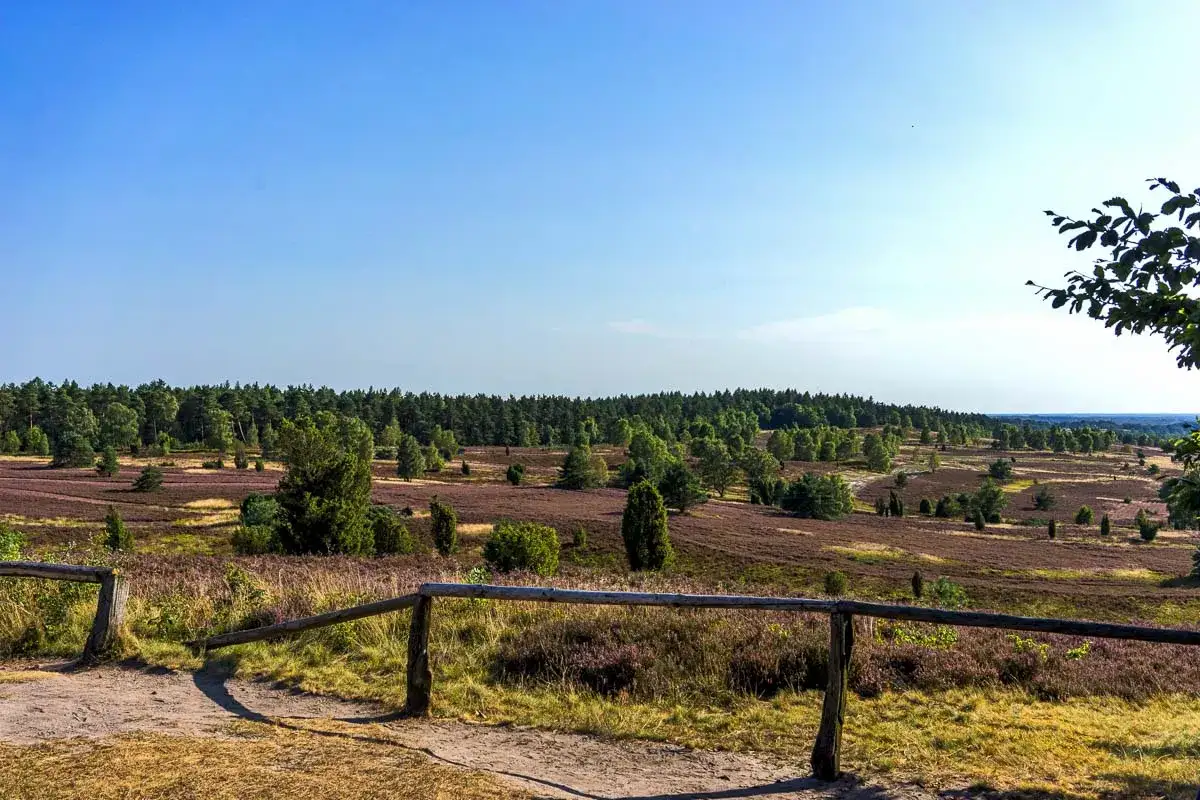 Heidelandschaft mit blühendem Heidekraut und Wald unter blauem Himmel.