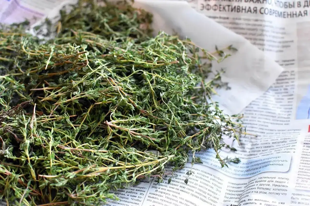 Koperek i majeranek to świetne zamienniki tymianku. Na zdjęciu świeże zioła, które dodadzą aromatu potrawom.