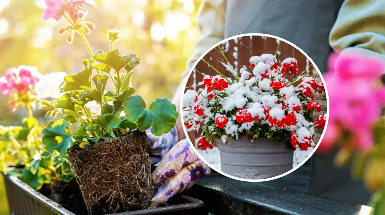 Kiedy sadzić pelargonie? Wiosną, gdy minie ryzyko przymrozków. Unikaj sadzenia w śniegu, jak na zdjęciu!