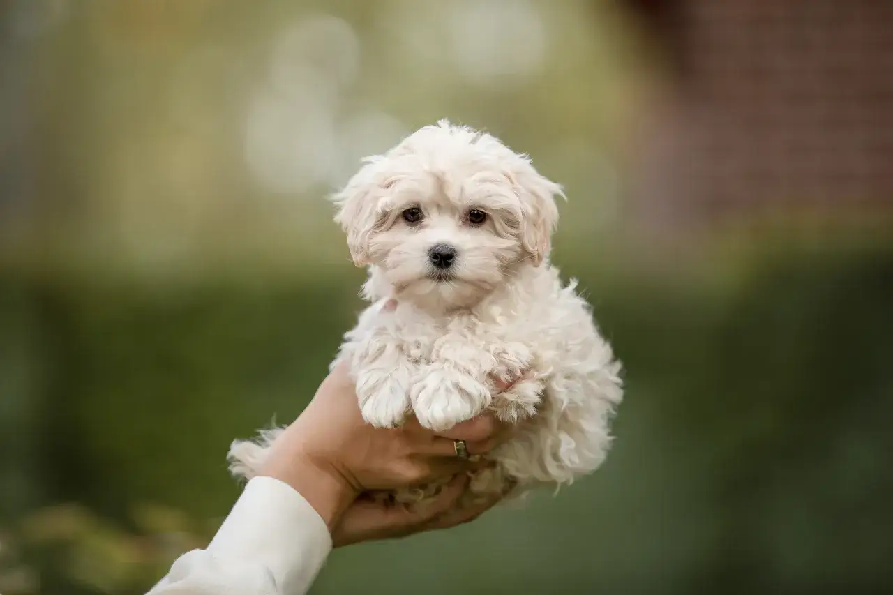 Maltipoo włosy czy sierść – poznaj prawdę o ich pielęgnacji