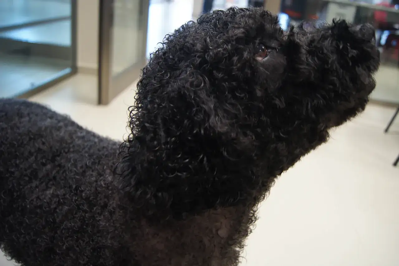 Perro de agua negro con un corte de pelo rizado y esponjoso, listo para nadar.