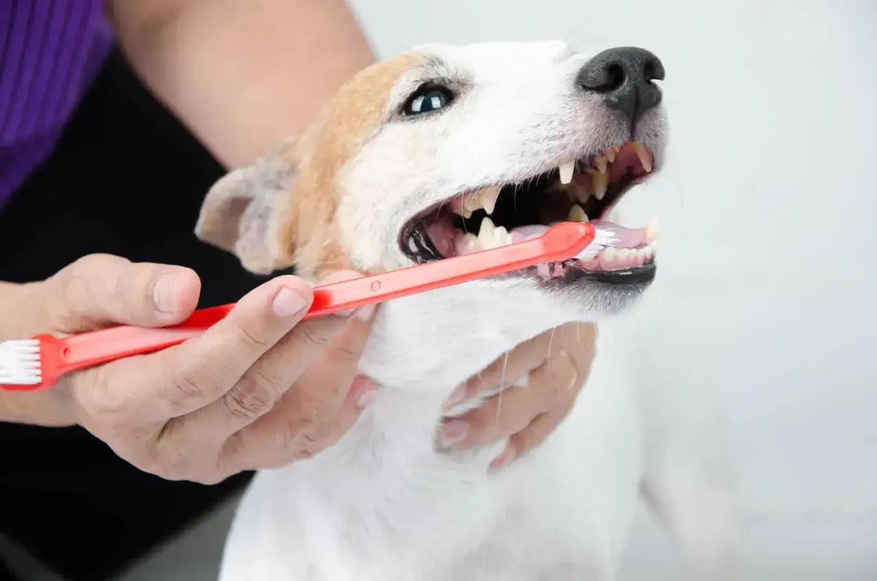 Persona cepilla los dientes de su perro con un cepillo rojo. Cuidar la higiene bucal es esencial para limpiar dientes perro.