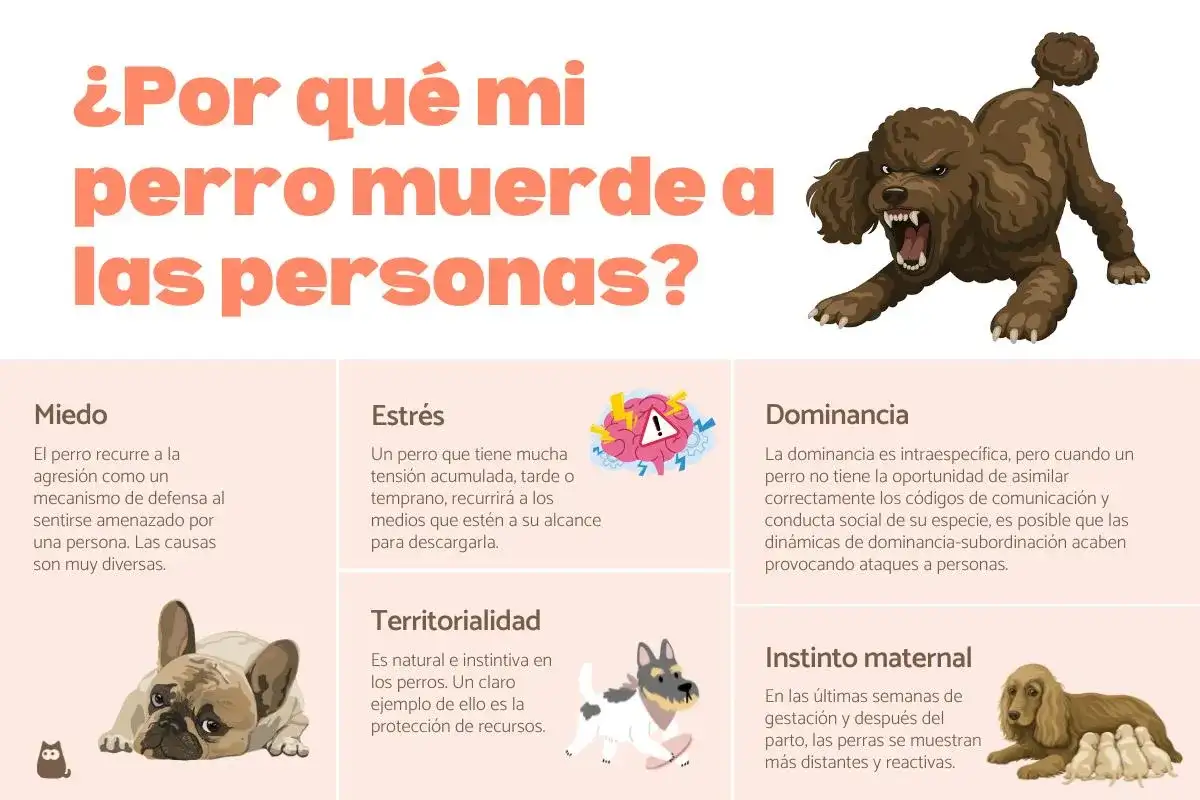 Un perro con miedo, que se siente amenazado, puede morder. La imagen muestra las causas de la agresión canina.