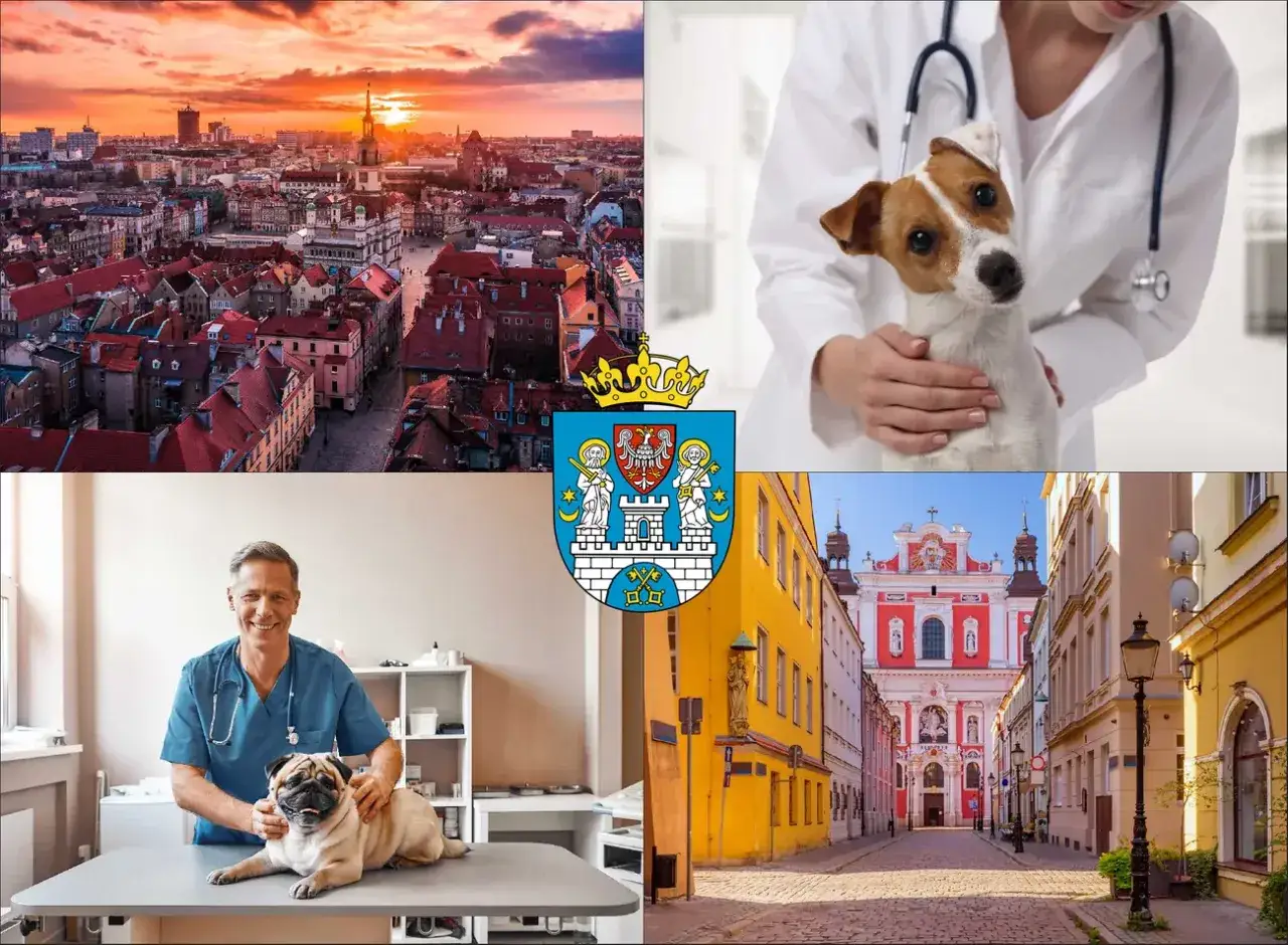 Weterynarz z psem i kotem, widok miasta o zachodzie słońca, herb miasta i ulica z kościołem. Dowiedz się, ile kosztuje usg psa.