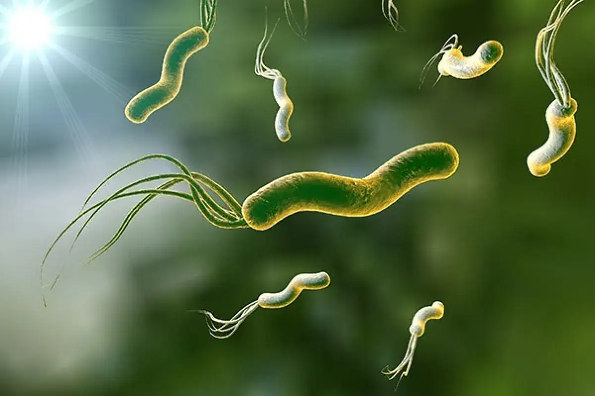 Micrografía de bacterias Helicobacter pylori con flagelos, con luz brillante en la esquina superior izquierda.