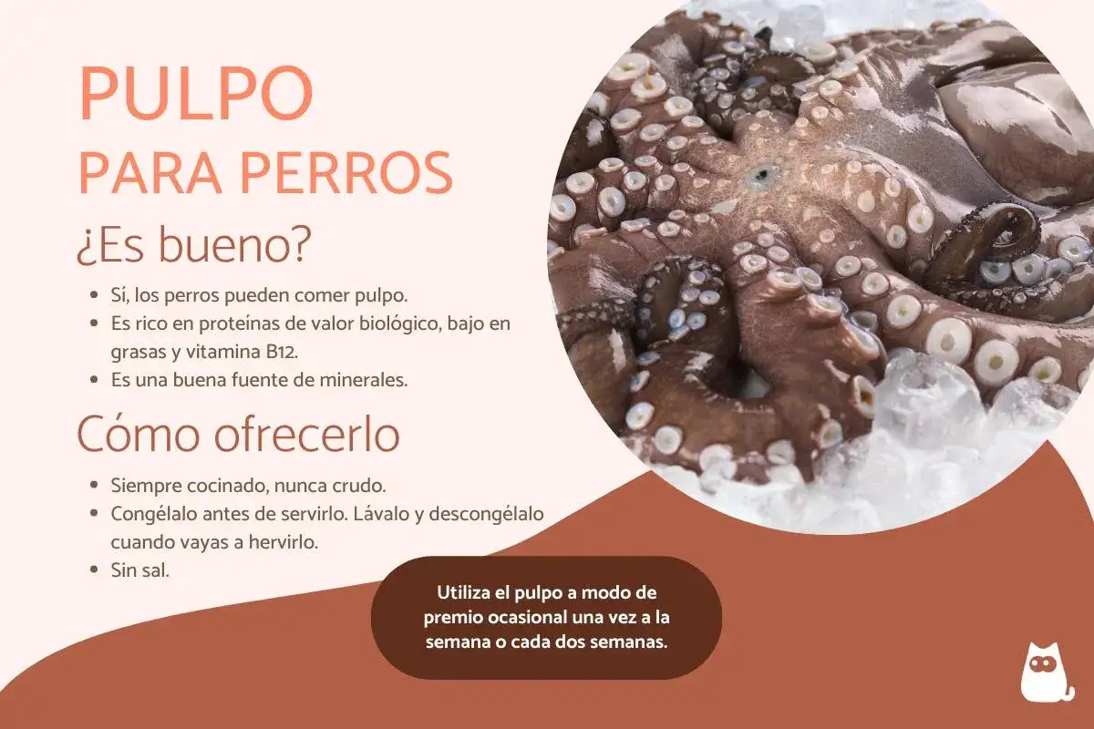 Pulpo para perros: sí, los perros pueden comer pulpo. Es nutritivo y bajo en grasa. Aquí te explicamos cómo ofrecerlo.