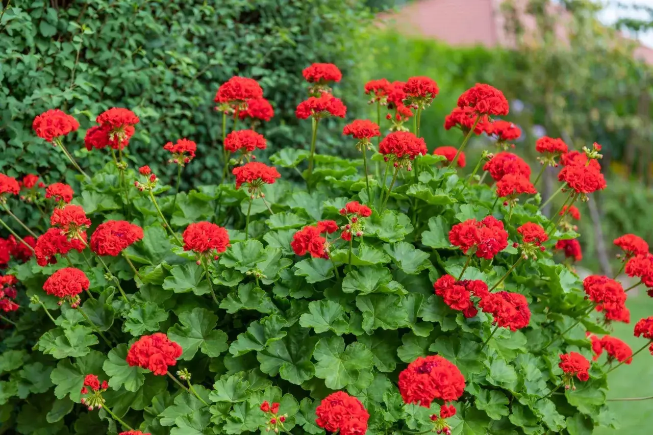 Kaskada intensywnie czerwonych kwiatów pelargonii Calliope na tle zielonych liści i krzewów.