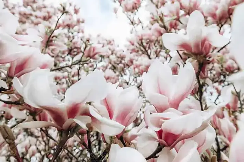 Sadzonki magnolii - Jak kupić duże drzewo magnolii i ile kosztuje 2023