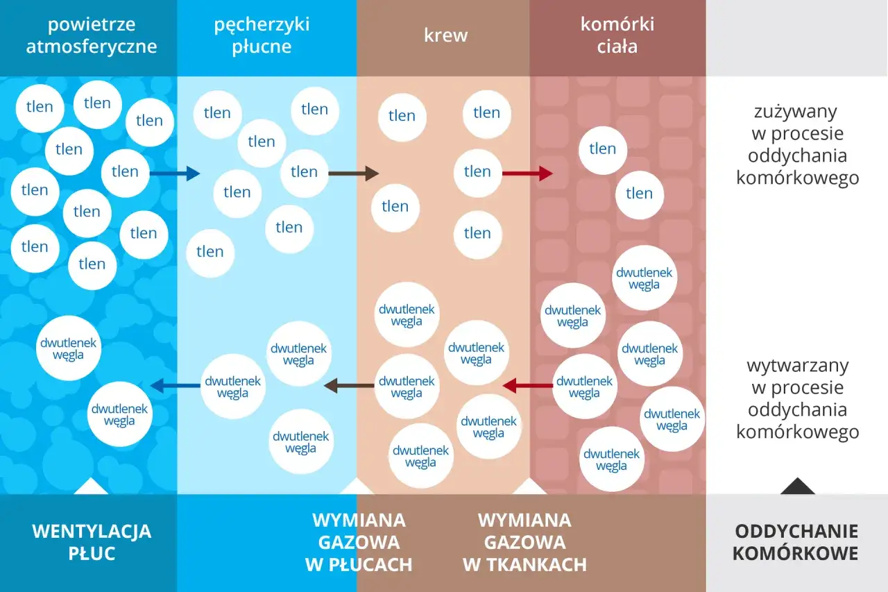 Schemat przedstawia proces oddychania: tlen z powietrza trafia do płuc, krwi, a następnie komórek ciała, gdzie jest zużywany. Dwutlenek węgla wraca tą samą drogą.