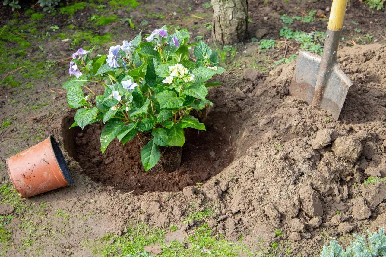 Kiedy sezon na hortensje? Poznaj najlepsze terminy sadzenia