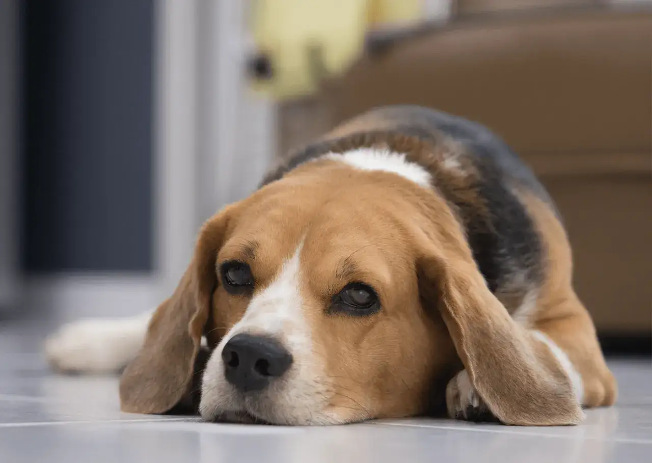 Un beagle triste y cansado, quizás afectado por giardia en perros, descansa en el suelo.